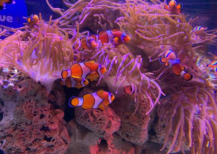 SEA LIFE® Blackpool
